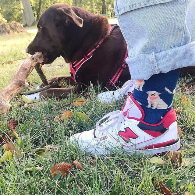 SOXO labrador men's socks in a can